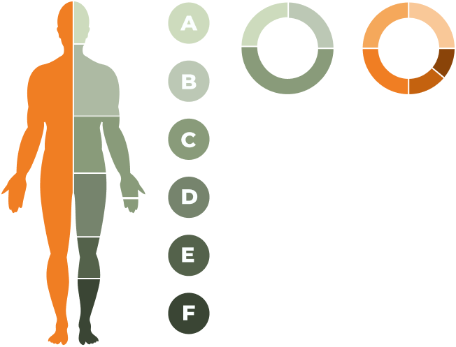 Infografica sulla composizione corporea (BIA): silhouette umana divisa in sezioni con etichette dalla A alla F, affiancata da grafici a ciambella che mostrano la distribuzione dei parametri corporei in toni verde e arancione.